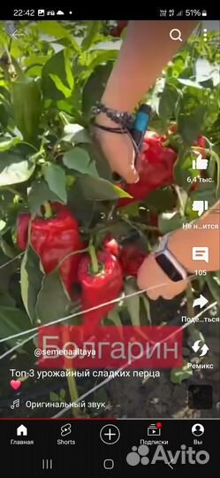 Рассада помидор и перцев