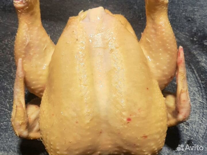 Куры домашние