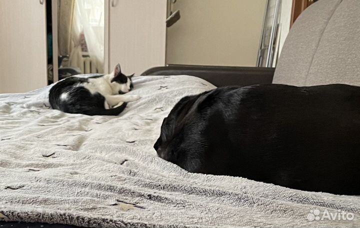 Черно белая кошка