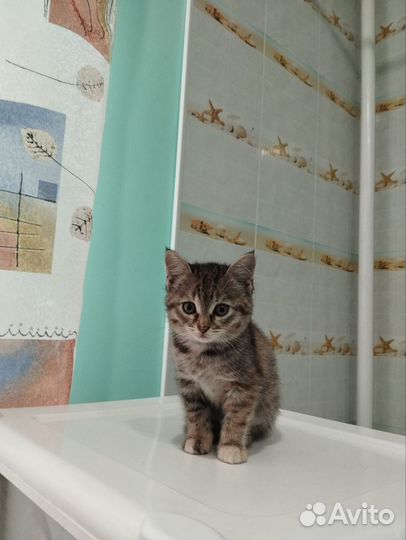 Котенок девочка