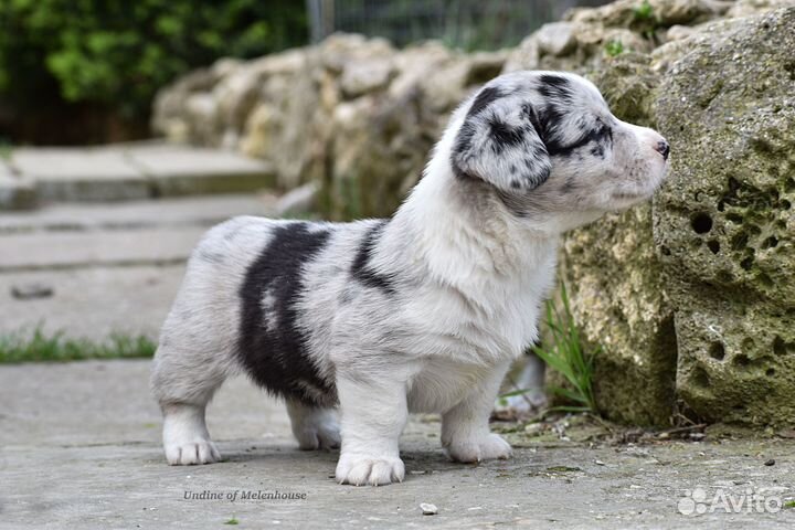 Щенок вельш корги