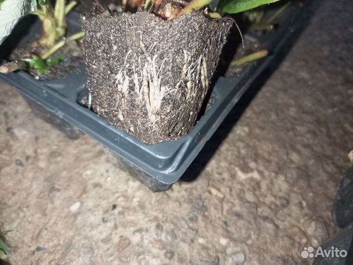 Рассада клубники