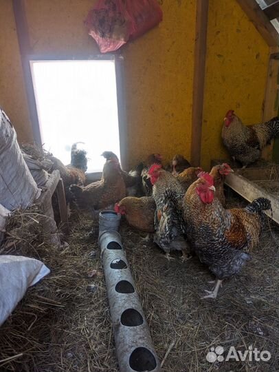 Курицы и петухи породы Билефельдер