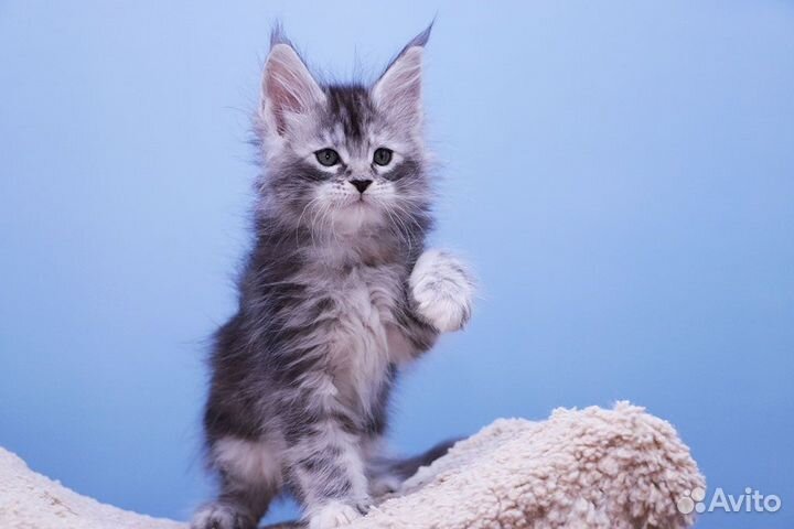 Кошечка мейн кун.Питомник
