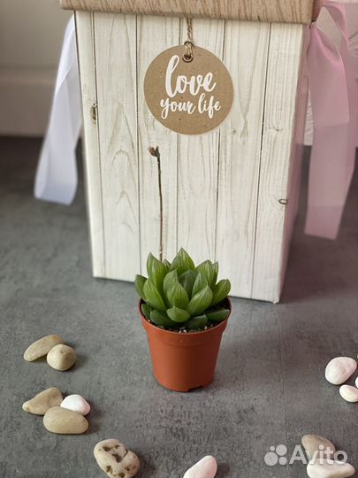 Хавортия Купера D5см (Haworthia Cooperi)