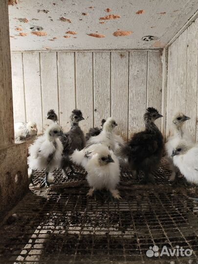 Куры породистые и бройлер 16.05
