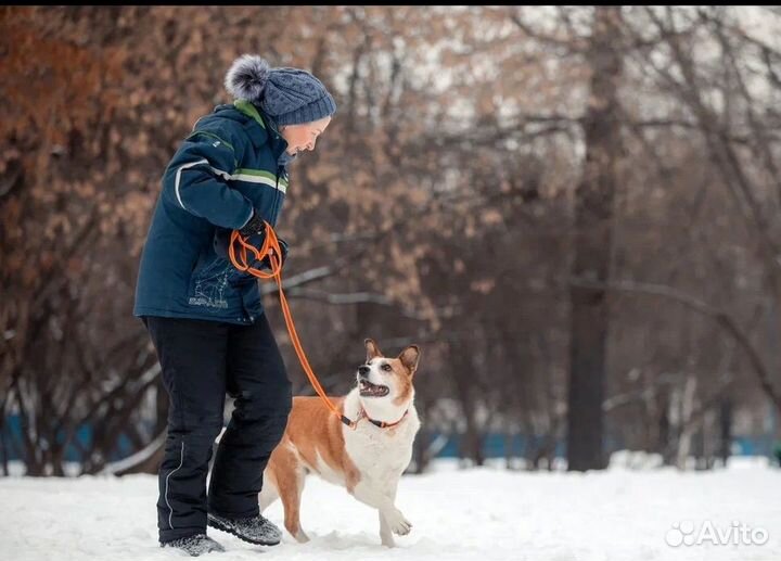 Собака в дар. Ищет дом Герда