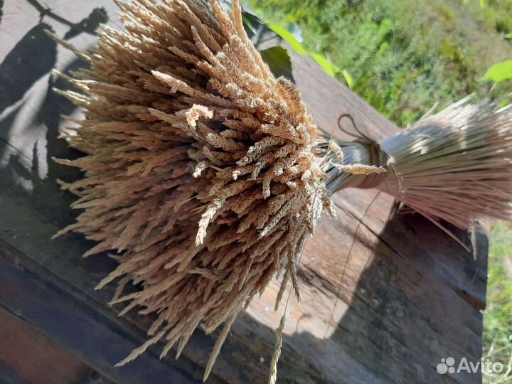 Колосок полевой