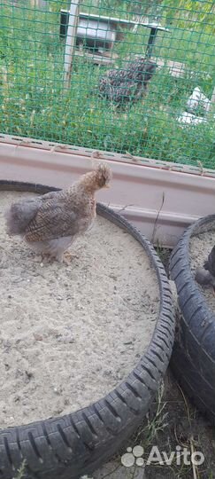 Куры молодки доминант, фавероль, хохлатые, бетамка