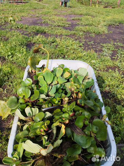 Прудовые растения нимфеи пистия водяной гиацинт