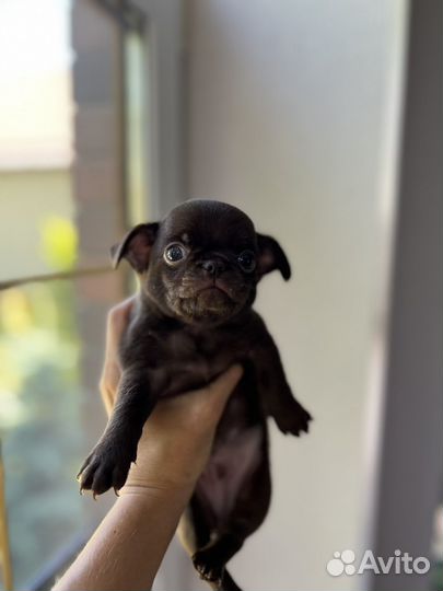 Супер мини чихуахуа