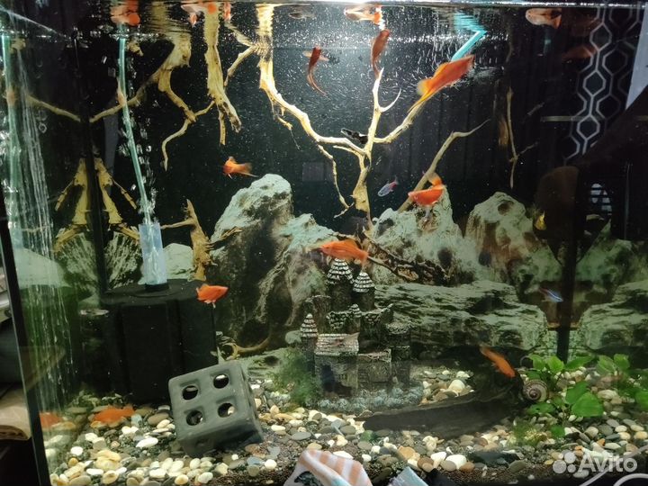 Аквариумные животные