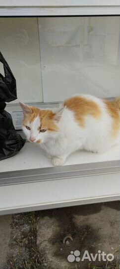 Кошечка брошенка