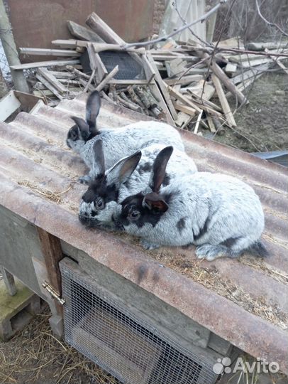 Полтавское серебро