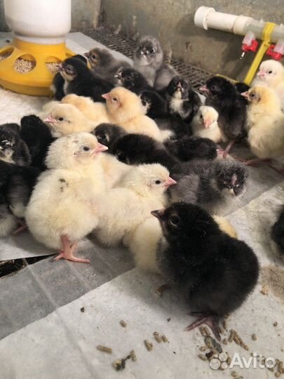 Индюшата утята цыплята суточные Индоутки семья