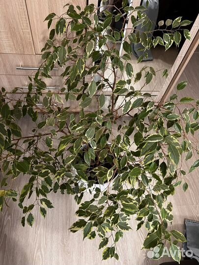 Фикус бенджамина