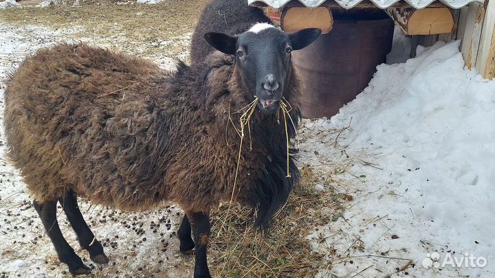 Продаются овцы и бараны