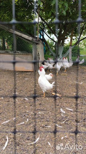 Молодые петушки