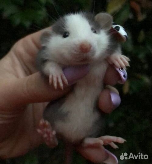 Питомник. Дамбо крысы, крысята, крыса