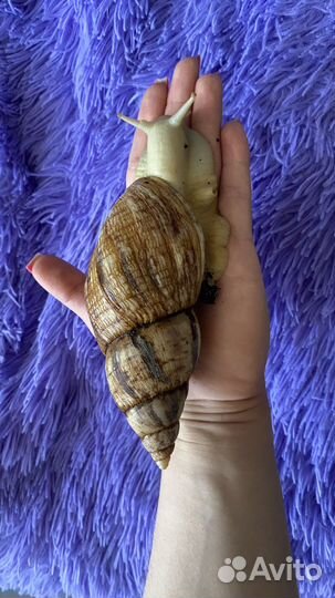 Улитки ахатины ретикулята белые