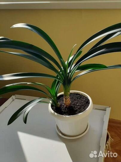 Комнатные цветы