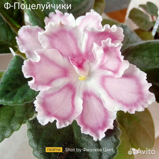 Сортовые фиалки