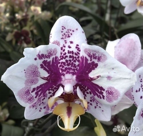 Орхидеи мини из частной коллекции