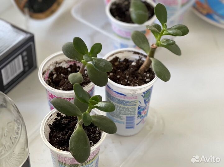 Толстянка / денежное дерево