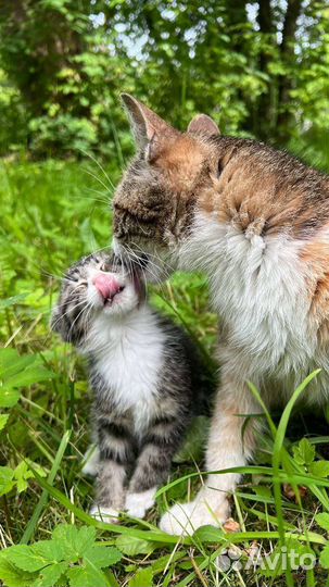 Кошки в добрые руки бесплатно