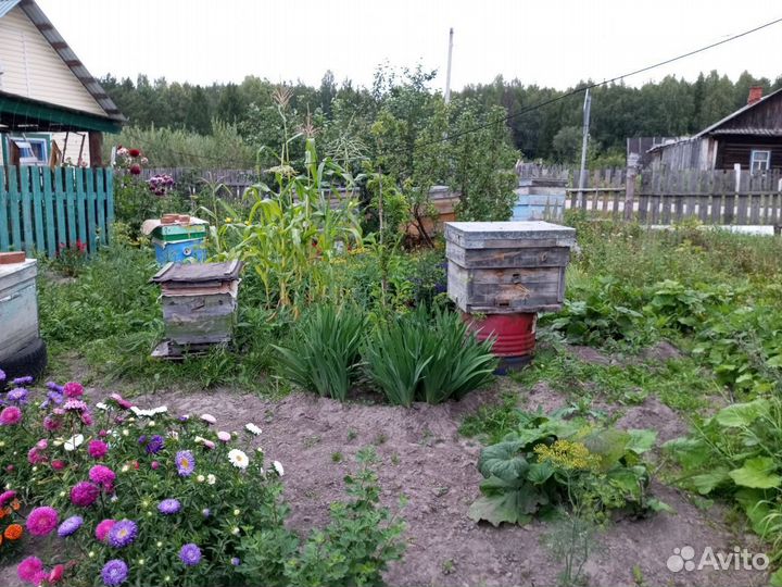 Ульи с пчелами