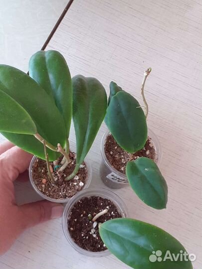 Хойи сортовые