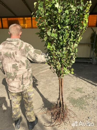 Саженцы плодовых деревьев