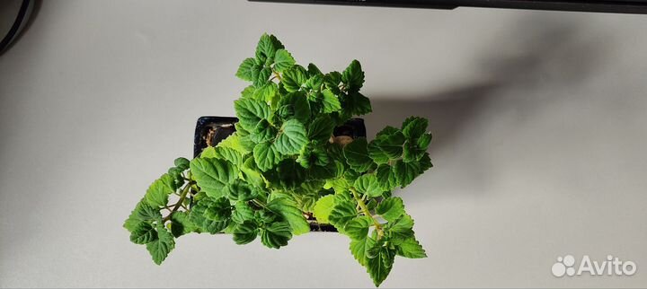 Плекрантус каудексный (бонсай)