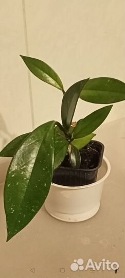 Хойя,авокадо, золотой ус, алое - комнатные цветы