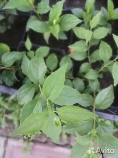 Саженцы винограда