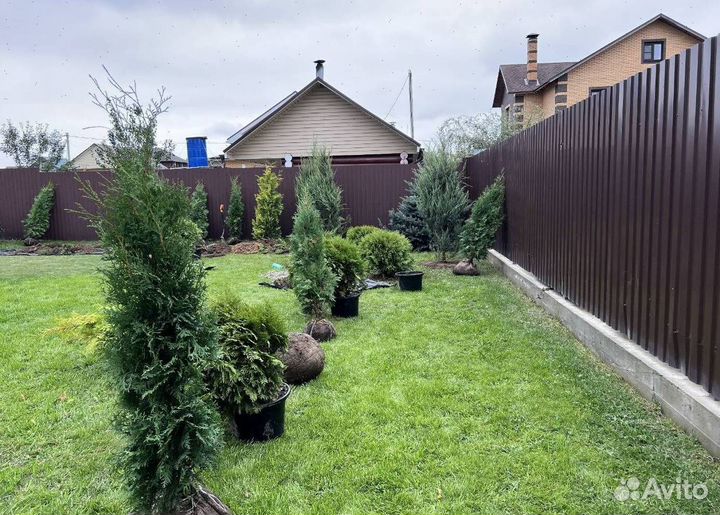 Можжевельник Блю Эрроу из питомника с доставкой