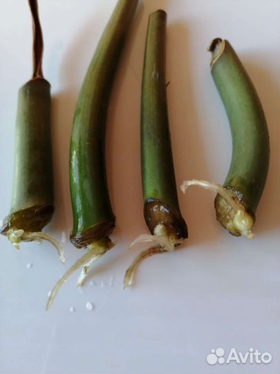 Черенки замиокулькаса