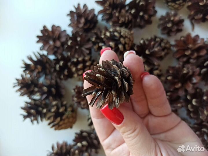 Шишки сосновые для поделок