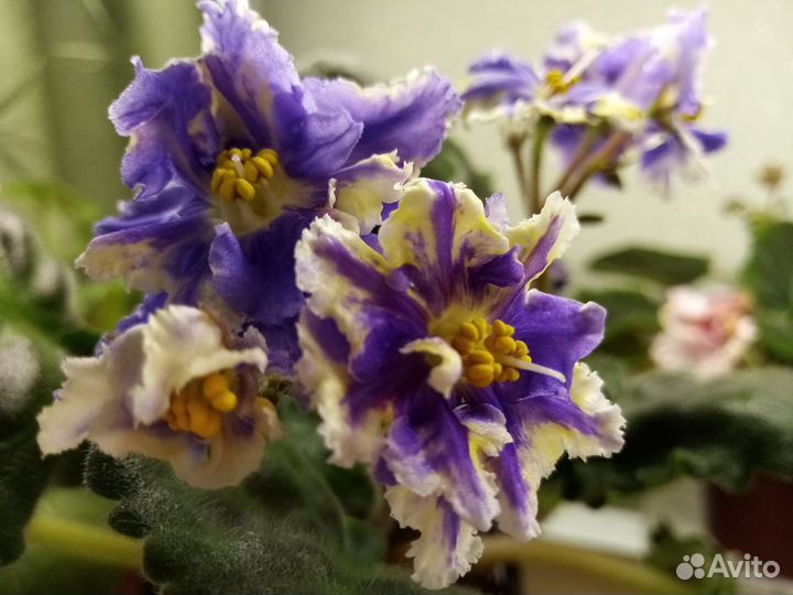 Фиалки сортовые