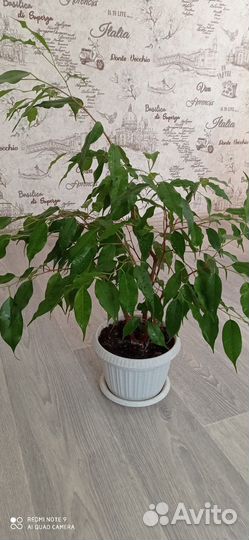 Фикус бенджамина