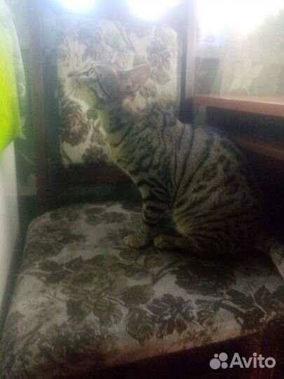 Найден котик