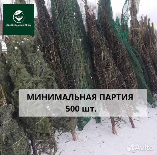 Сосни и ели оптом