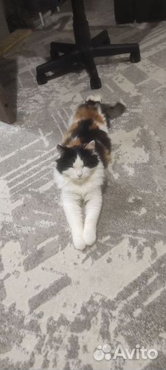 Кошка в дар бесплатно
