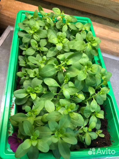 Цветы петунии рассада