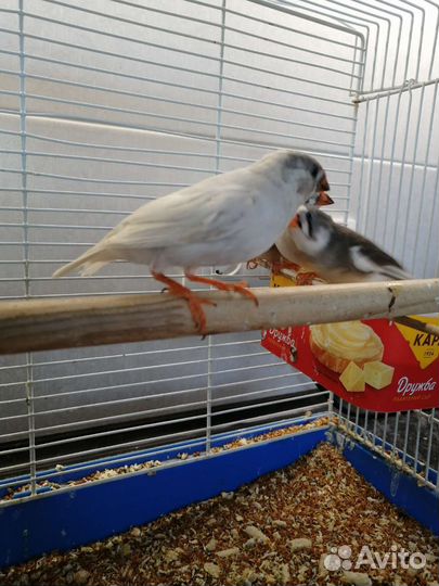 Зебровые амадины