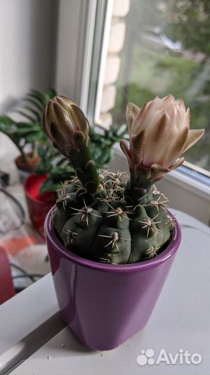 Кактусы и суккуленты