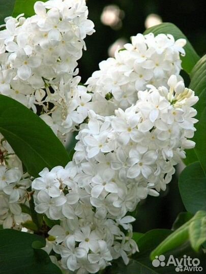 Сирень сортовая