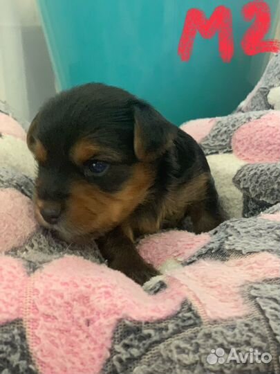 Йоркширский терьер мини