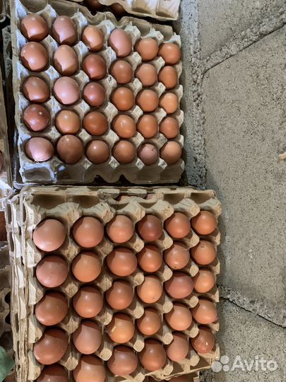 Яйцо домашнее куриное