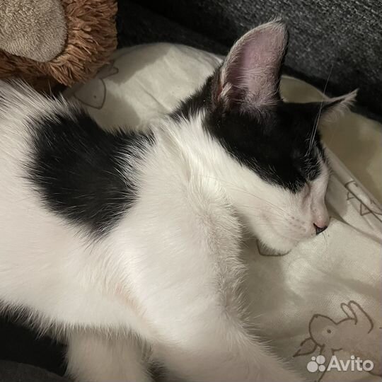 Котенок бесплатно